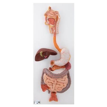 3B SCIENTIFIC Digestive System, 3 part - w/ 3B Smart Anatomy 1000307